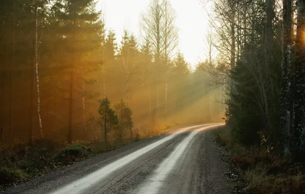 Road, forest, nature, fog, morning