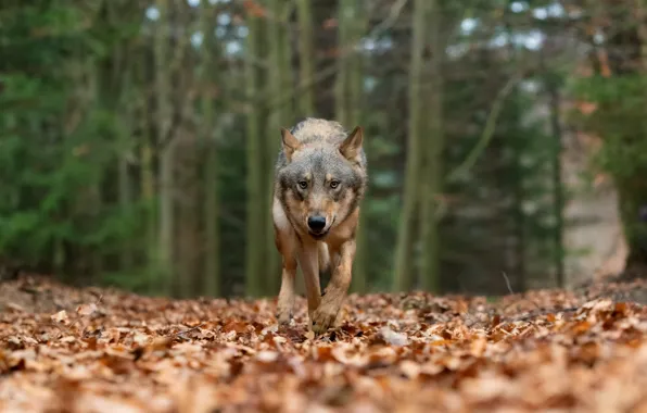 Autumn, forest, look, nature, grey, foliage, wolf, walk