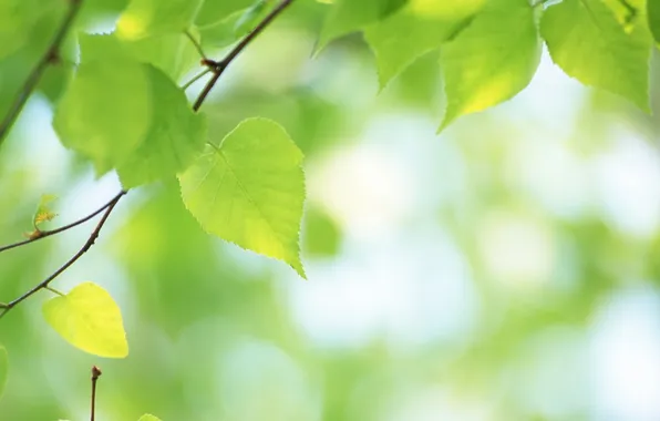 Picture leaves, sheet, green, macro