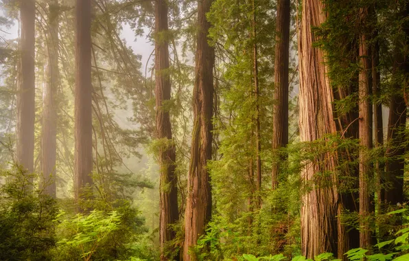 Forest, tree, sequoia, redwood