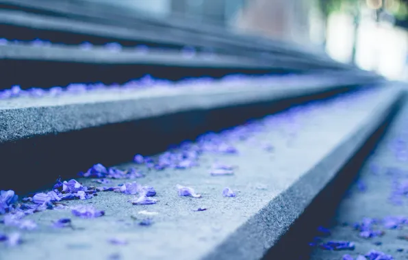 Petals, blue, ladder, steps, blue