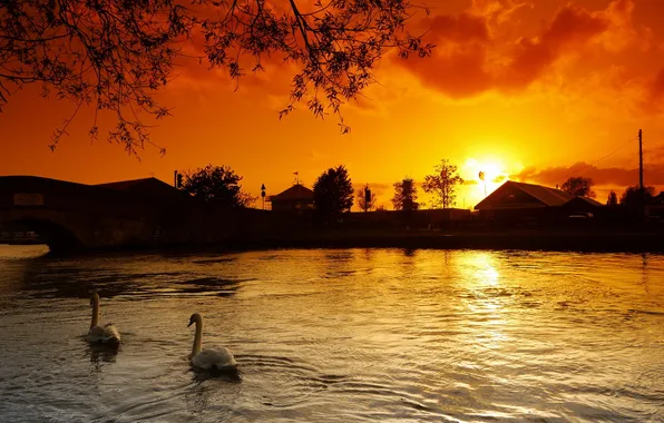 Sunset, lake, swans