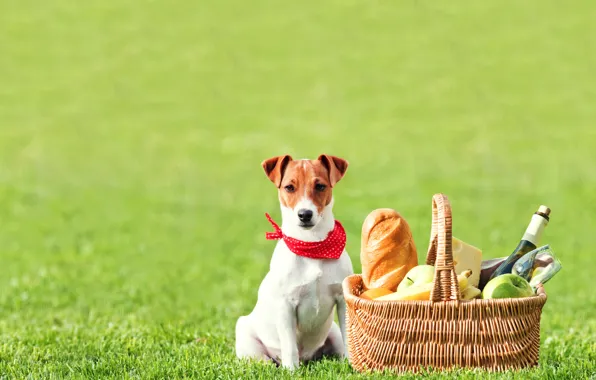 Field, grass, wine, basket, apples, glass, bottle, cheese