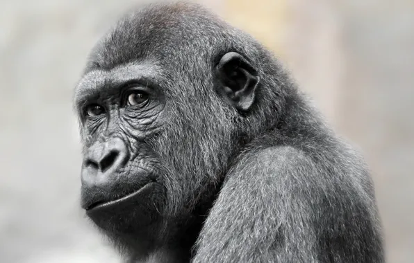Look, monkey, gorilla