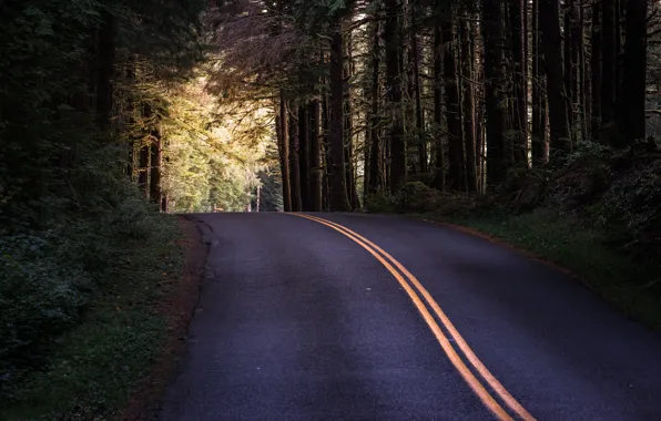 Road, forest, nature