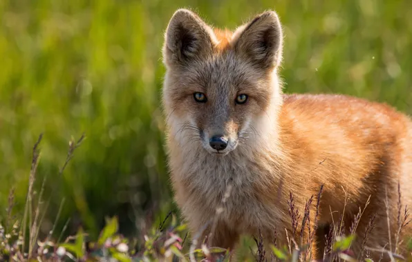 Picture grass, look, face, light, portrait, Fox, red, bokeh