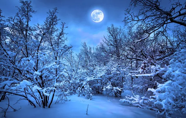 Winter, forest, the moon