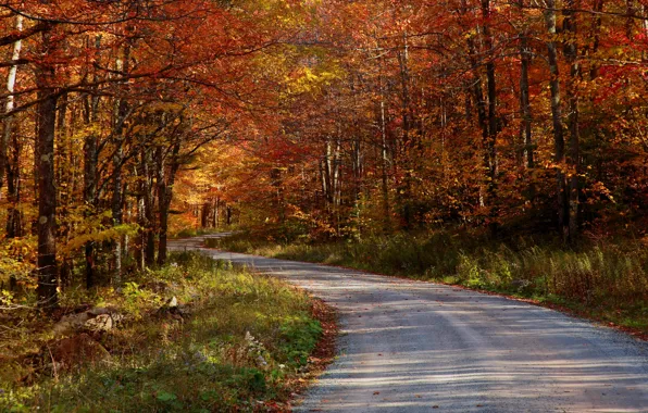 Road, autumn, forest, nature, photo