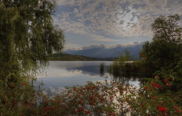Clouds, trees, lake, the bushes