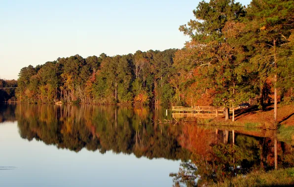 Picture forest, trees, landscape, lake, morning