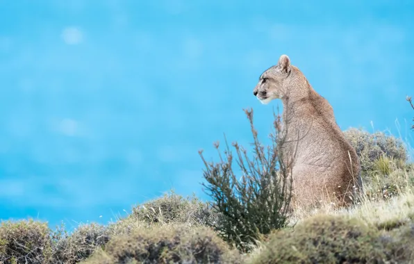 Picture profile, sitting, Puma, blue background, Cougar