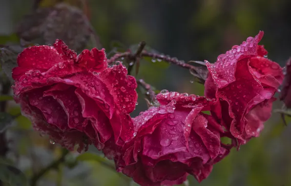 Drops, roses, after the rain
