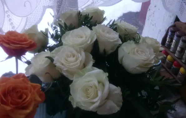 Flowers, Roses, white
