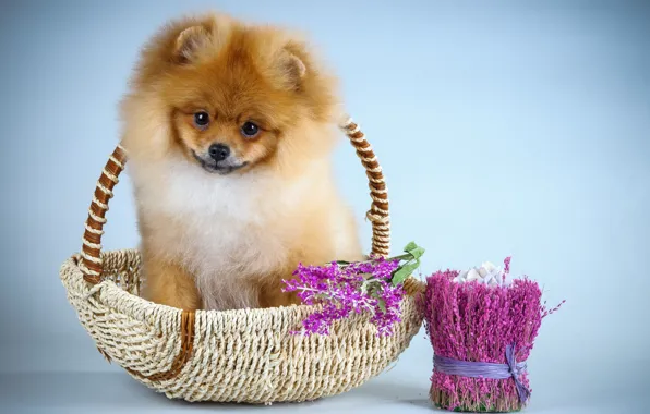 Picture flowers, puppy, Spitz