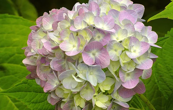 Picture close-up, hydrangea, inflorescence