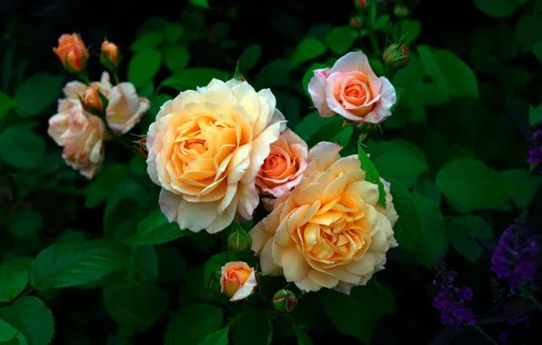 Picture flowers, Bush, roses