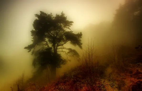 Forest, fog, morning