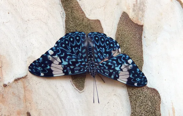 Microsemi, wings, Butterfly, insect, beautiful, closeup