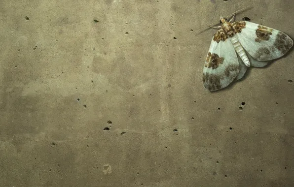 Picture wall, butterfly, insect, concrete, moth