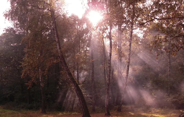 Autumn, forest, leaves, the sun, rays, light, trees, branches
