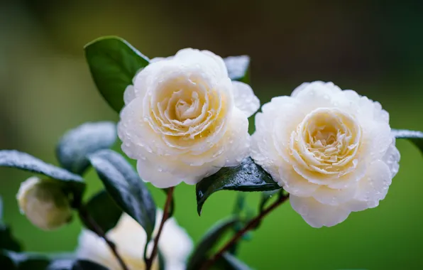 Leaves, drops, flowers, background, two, white, buds, green background