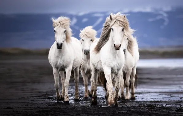 Field, look, mountains, nature, horses, horse, dirt, mane