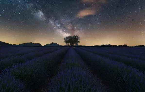 Field, summer, the sky, space, stars, flowers, mountains, night