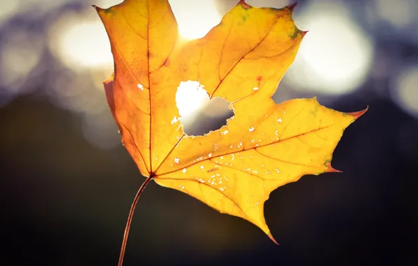 Picture autumn, light, yellow, sheet, heart, heart, bokeh, maple