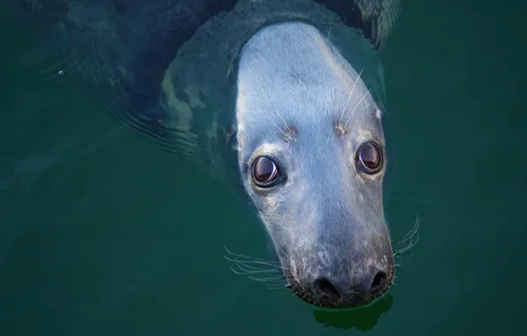 Look, water, seal, portrait, Navy seal, pond