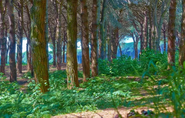 Picture forest, trees, trunk, Wallpaper from lolita777