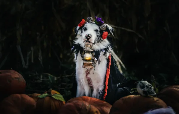 Picture autumn, flowers, the dark background, holiday, dog, harvest, costume, lantern