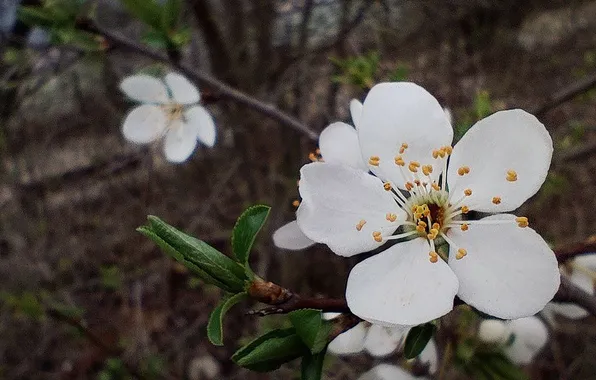 Nature, cherry, background, spring, nature, background, cherry, spring