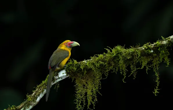 Bird, moss, branch, black background, Toucan