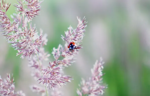 Field, ladybug, the evening, Summer, Plants, July