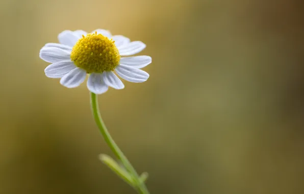 Macro, chamomile, petals, stem
