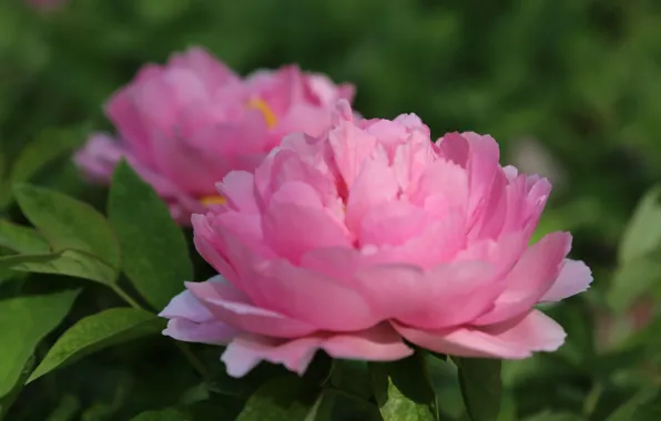 Pink, blur, peony