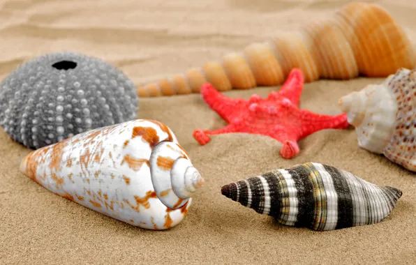 Sand, beach, shell, sand, starfish, seashells