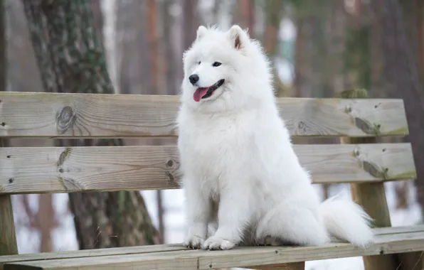 Winter, language, snow, trees, bench, nature, pose, Park