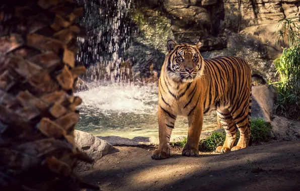 Water, light, trees, tiger, rocks, shore, waterfall