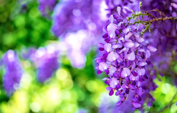 Flowers, bright, lilac, bokeh, Liana, Wisteria, Wisteria