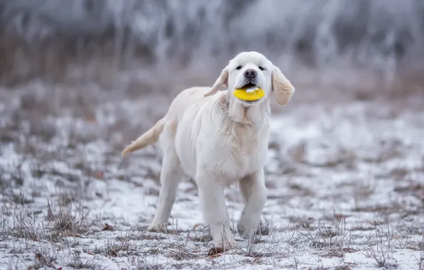 Winter, field, grass, look, snow, pose, toy, the game