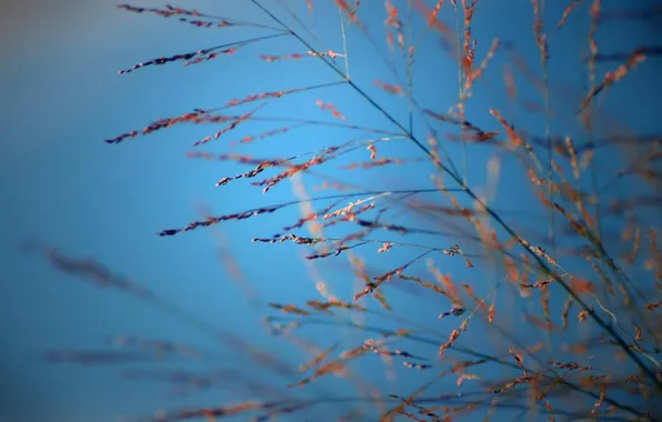 The sky, macro, flowers, wallpapers