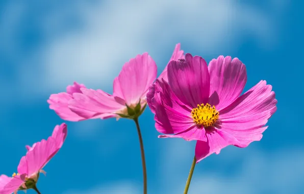 The sky, petals, stem, kosmeya
