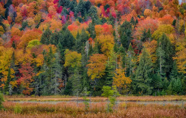 Road, autumn, forest, grass, trees, landscape, slope