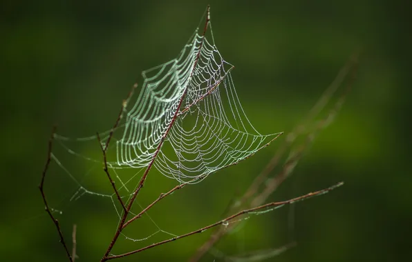 Branches, nature, web