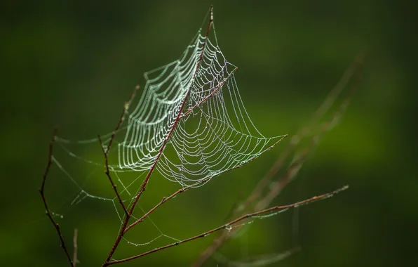 Picture nature, web, branch