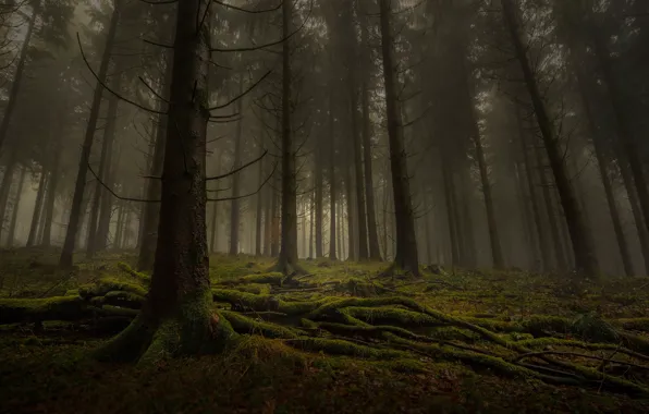 Autumn, forest, leaves, trees, branches, roots, fog, trunks