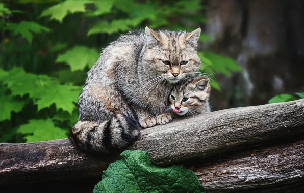 Language, cat, cats, nature, kitty, foliage, log, wild cats