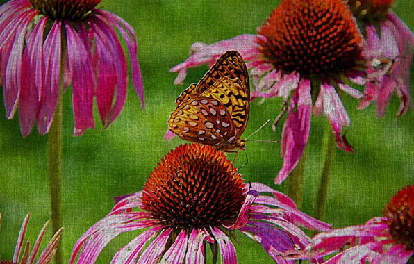 Flowers, nature, butterfly, canvas