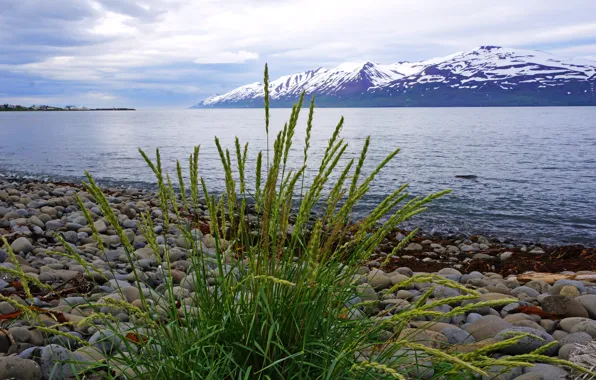 Grass, mountains, stones, shore, glacier, Iceland, away